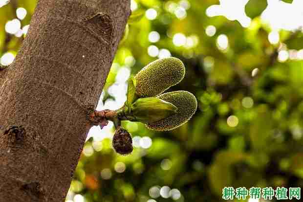 种植菠萝蜜如何促花？